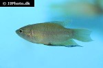 macropodus erythropterus macropodus erythropterus