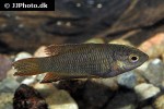 macropodus erythropterus macropodus erythropterus