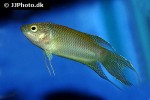 macropodus erythropterus macropodus erythropterus