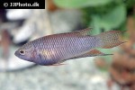 macropodus erythropterus macropodus erythropterus