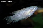 macropodus erythropterus macropodus erythropterus