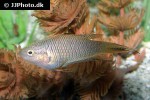 macropodus erythropterus macropodus erythropterus