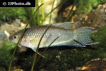 macropodus erythropterus macropodus erythropterus