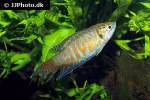 macropodus opercularis macropodus opercularis