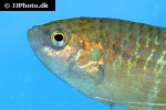 macropodus opercularis macropodus opercularis