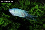 macropodus opercularis macropodus opercularis