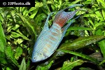 macropodus opercularis macropodus opercularis