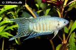 macropodus opercularis macropodus opercularis