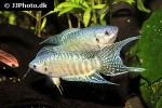 macropodus opercularis macropodus opercularis