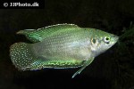 macropodus opercularis chinensis macropodus opercularis chinensis