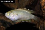 macropodus opercularis chinensis macropodus opercularis chinensis