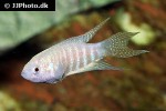 macropodus opercularis white macropodus opercularis white