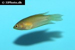 macropodus spechti macropodus spechti