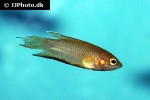 macropodus spechti macropodus spechti