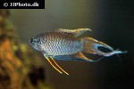 macropodus spechti macropodus spechti