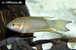 macropodus spechti macropodus spechti