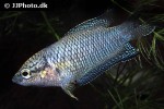 macropodus spechti macropodus spechti