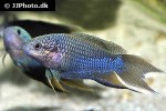 macropodus spechti macropodus spechti