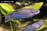 macropodus spechti macropodus spechti