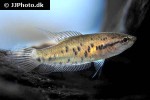 malpulutta kretseri malpulutta kretseri