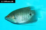 osphronemus exodon osphronemus exodon
