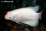 osphronemus goramy albino osphronemus goramy albino