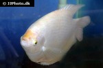 osphronemus goramy albino osphronemus goramy albino