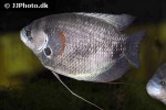 osphronemus laticlavius osphronemus laticlavius