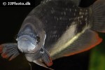 osphronemus laticlavius osphronemus laticlavius