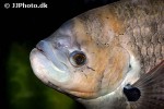 osphronemus laticlavius osphronemus laticlavius