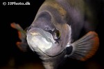 osphronemus laticlavius osphronemus laticlavius