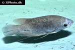 osphronemus laticlavius osphronemus laticlavius