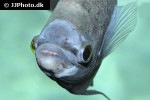 osphronemus laticlavius osphronemus laticlavius