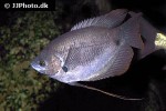 osphronemus laticlavius osphronemus laticlavius