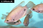 osphronemus laticlavius osphronemus laticlavius