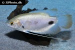 osphronemus laticlavius osphronemus laticlavius