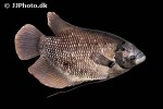 osphronemus septemfasciatus osphronemus septemfasciatus