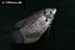 osphronemus septemfasciatus osphronemus septemfasciatus