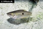 parasphaerichthys ocellatus parasphaerichthys ocellatus