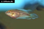 pseudosphromenus cupanus pseudosphromenus cupanus