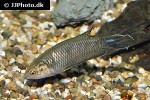 pseudosphromenus cupanus pseudosphromenus cupanus