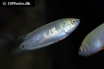 pseudosphromenus cupanus pseudosphromenus cupanus