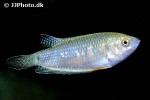 pseudosphromenus cupanus pseudosphromenus cupanus