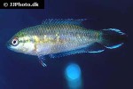 pseudosphromenus dayi pseudosphromenus dayi
