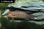 pseudosphromenus dayi pseudosphromenus dayi