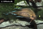 pseudosphromenus dayi pseudosphromenus dayi