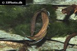 pseudosphromenus dayi pseudosphromenus dayi