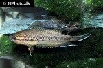 pseudosphromenus dayi pseudosphromenus dayi