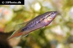 pseudosphromenus dayi pseudosphromenus dayi