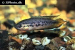 pseudosphromenus dayi pseudosphromenus dayi